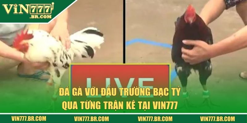 Đá Gà